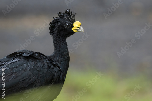 Close up of great curassow photo