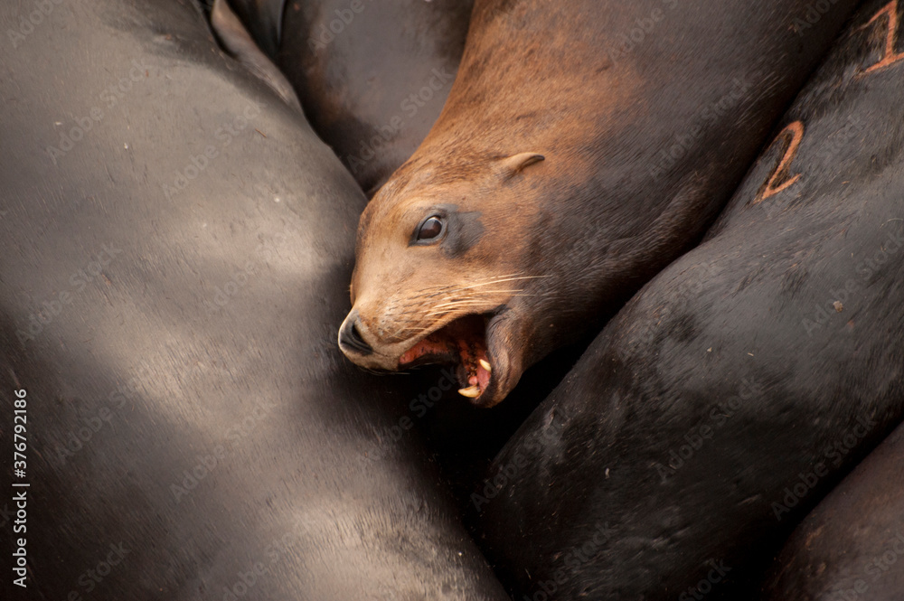Sea lions crowd together on dock in Newport Sea lions crowd together on dock in Newport