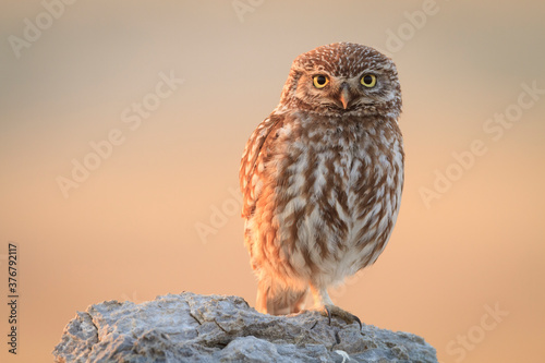 Close up of little owl perching on stone