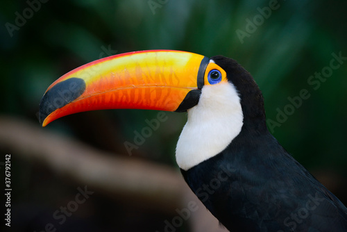 Close up toco toucan photo