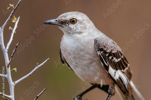 Close up of Northern mockingbird perching on branch photo