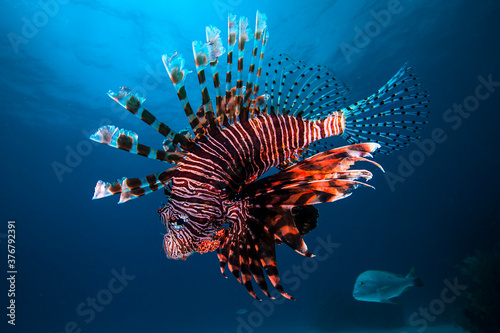 Lionfish at Posa Rica dive site photo