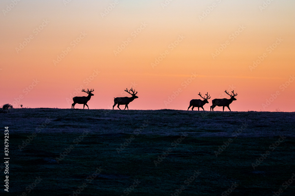 Silhouette of elks walking on grassy landscape during sunset Silhouette of elks walking on grassy landscape during sunset