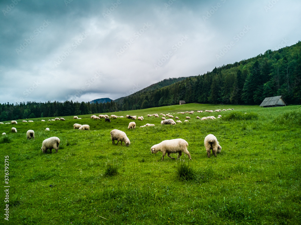Sheep grazing - Zakopane - Tatry - Tatra Mountains Sheep grazing - Zakopane - Tatry - Tatra Mountains