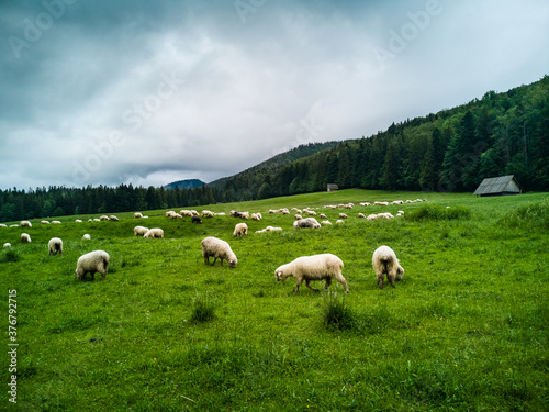 Sheep grazing - Zakopane - Tatry - Tatra Mountains