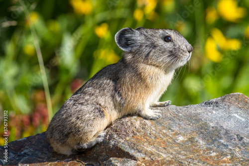 Close up of pika sitting on rock photo