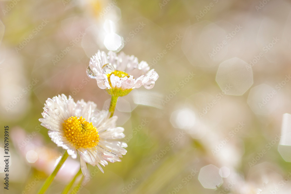 Close up of Common daisy flower Close up of Common daisy flower