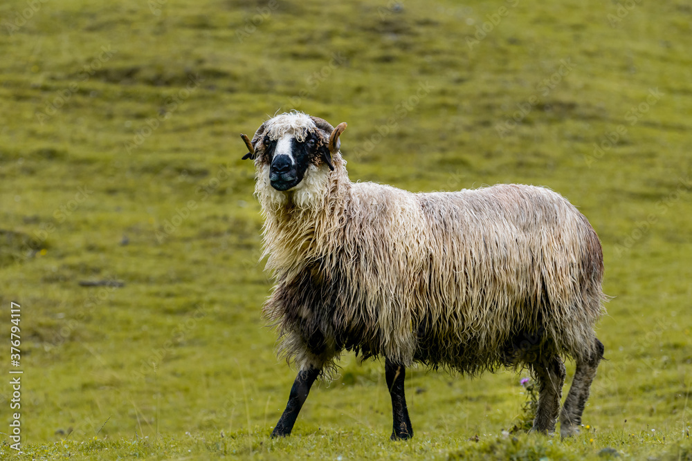 sheep on a meadow sheep on a meadow