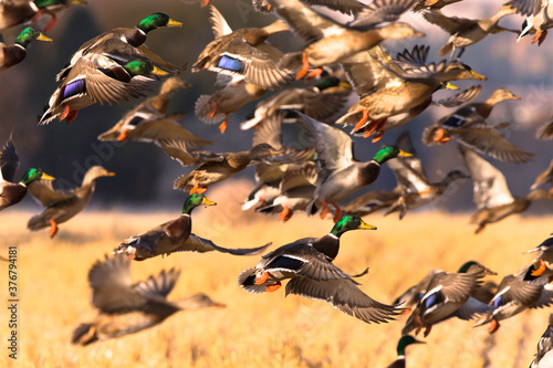 Mallards taking off in Montana's Bitterroot Valley