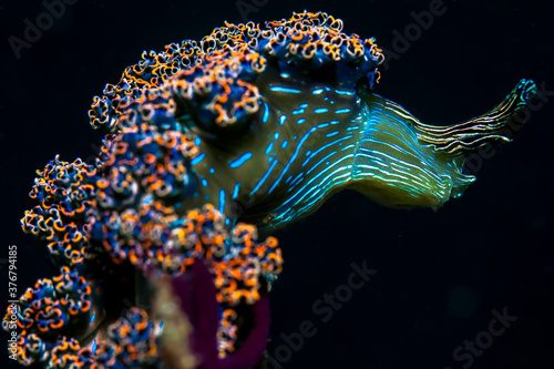 Close up of nudibranch