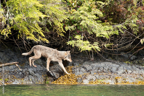 Wolf walking by Clayoquot Sound