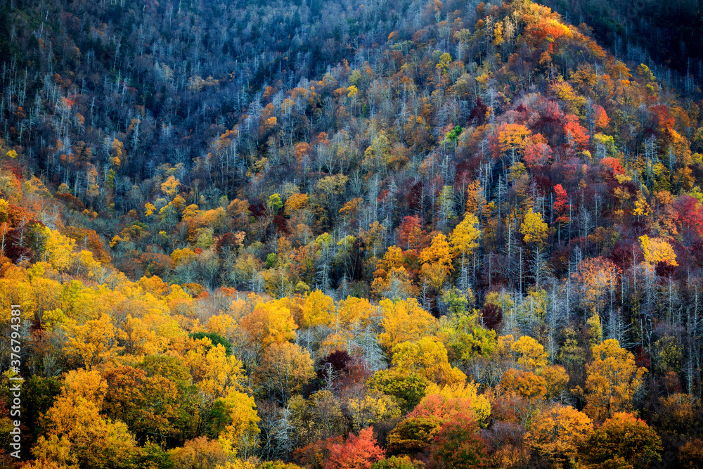 Scenic view of forest in Great Smoky Mountains National Park during autumn Scenic view of forest in Great Smoky Mountains National Park during autumn