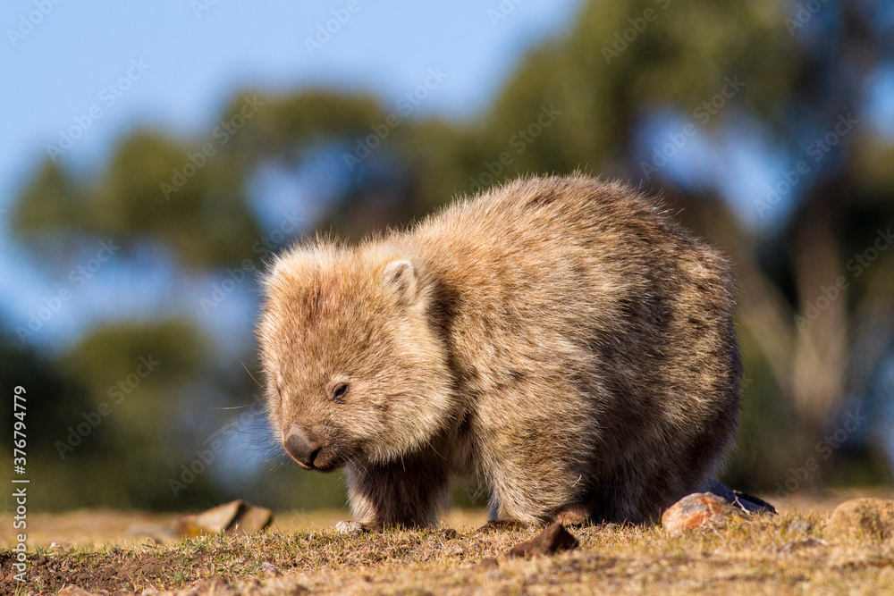 Close up of common wombat Close up of common wombat