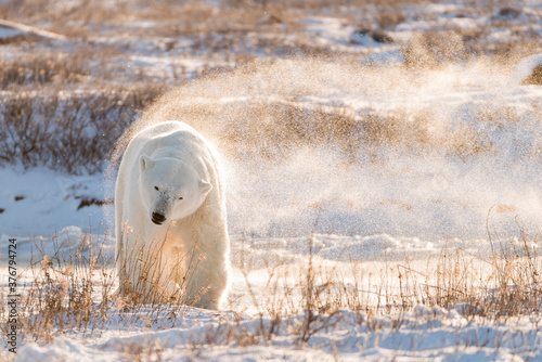 Polar bear standing on snowy landscape
