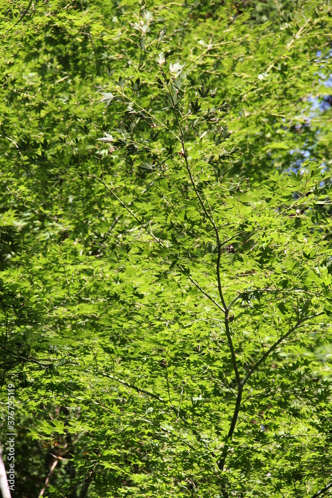 Obraz premium 鮮やかな緑色のカエデ