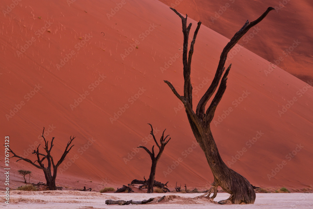 View of dead acacia tree in clay pan against mountain View of dead acacia tree in clay pan against mountain