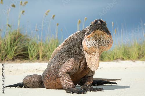 Portrait of allen cays rock iguana sitting on beach photo