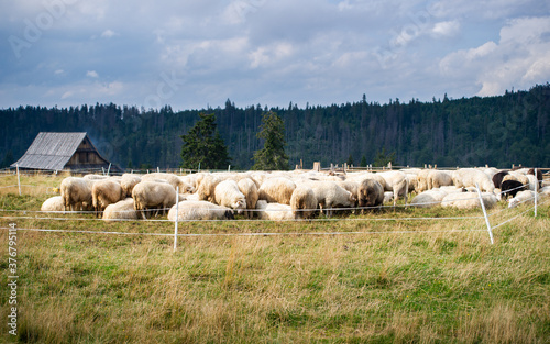 Owce na Hali długiej pod Turbaczem