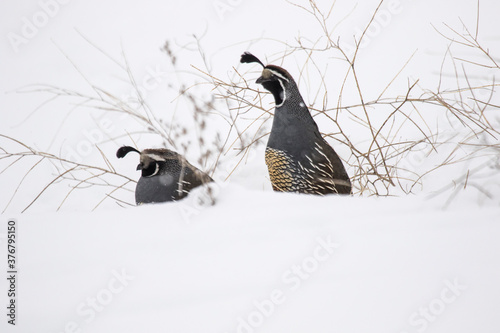 Close up of California quail in snow
