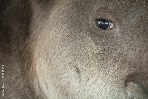 Portrait of baird's tapir photo