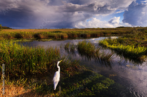 Great egret perching on marshy landscape
