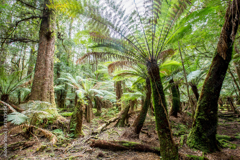 View of Man fern trees in forest View of Man fern trees in forest