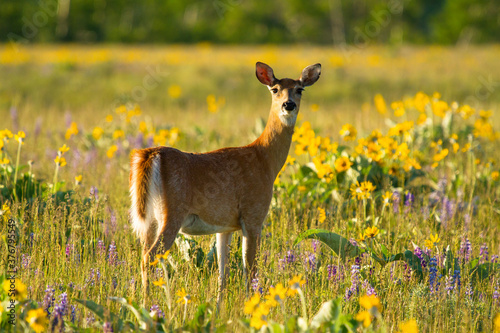 Portrait of white tailed deer photo