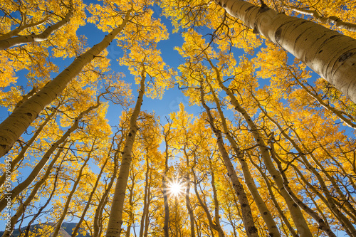 Low angle view of aspen trees