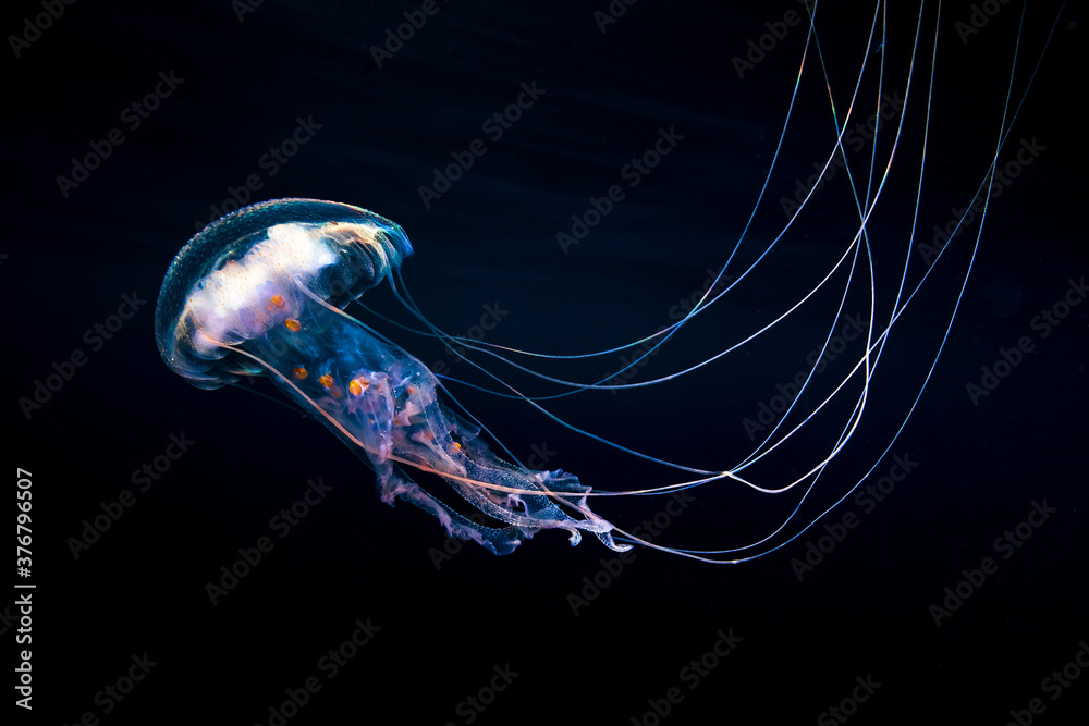 View of jellyfish in ocean