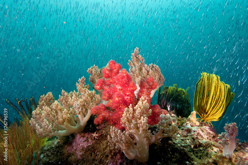 View of coral and school of fish in sea