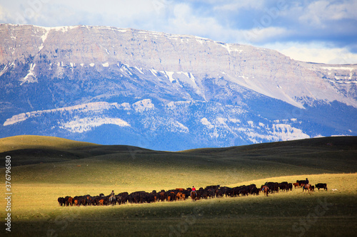 Men herding cattle along grassy landscape