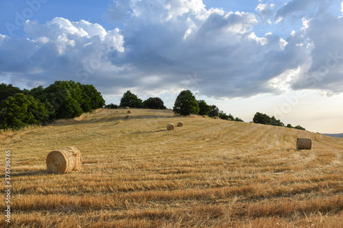 Bales of straw after harvesting cereal photo