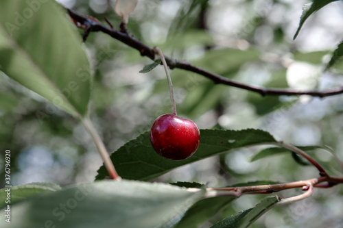 red cherry berry on a tree branch, cloudy weather photo