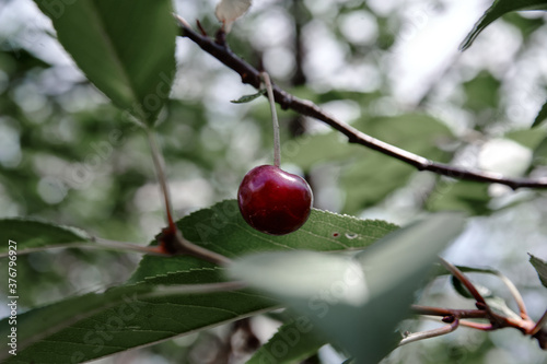 red cherry berry on a tree branch, cloudy weather photo