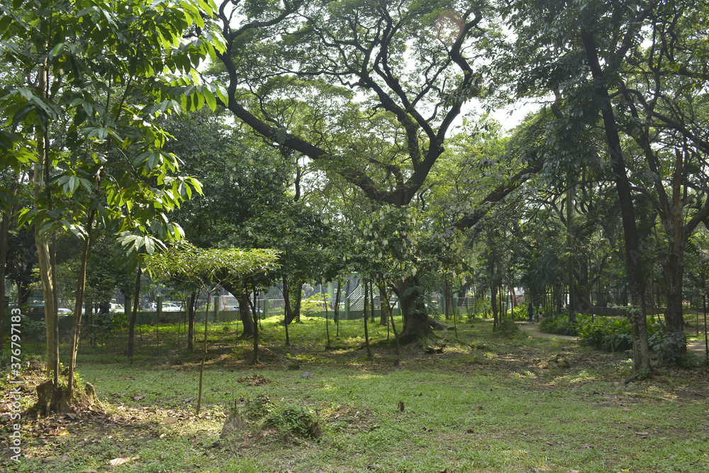 Ninoy Aquino parks and wildlife surrounding trees in Quezon City, Philippines Ninoy Aquino parks and wildlife surrounding trees in Quezon City, Philippines