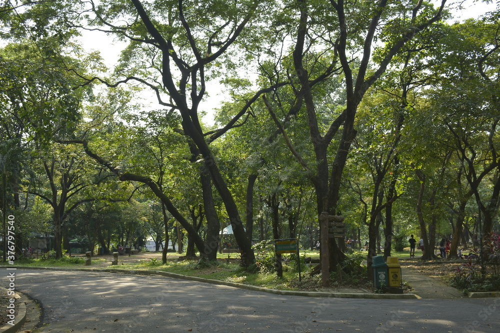 Ninoy Aquino parks and wildlife surrounding trees in Quezon City, Philippines