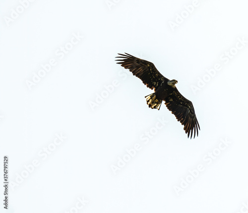 An Immature Bald Eagle Flies over a Lake
