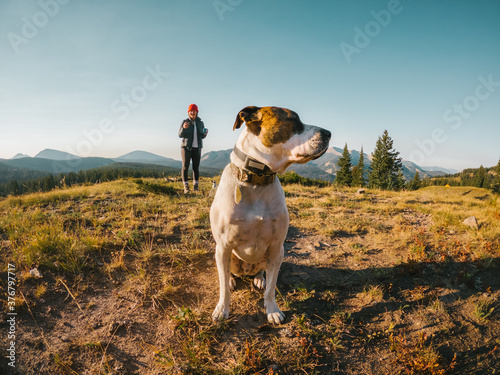 Dog sitting on a hill in the mountains of Colorado