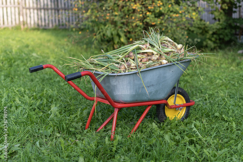 Harvested onions in garden cart. Garden cart loaded to the brim with a crop of onions grown by an amateur gardener in a home garden.