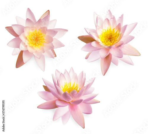 Set of beautiful lotus flowers isolated on white