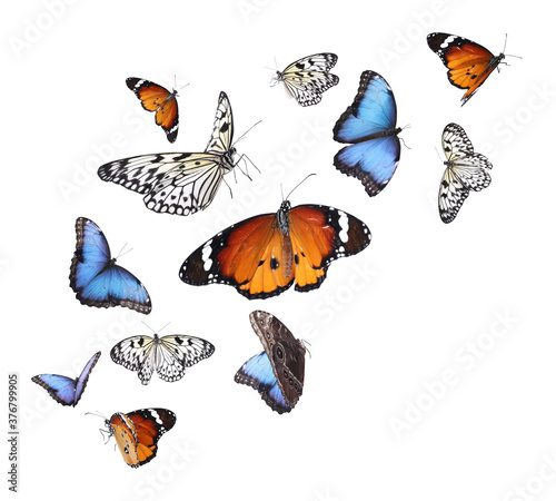 Amazing plain tiger, common morpho and rice paper butterflies flying on white background © New Africa