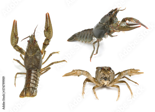 Set of fresh crayfishes on white background