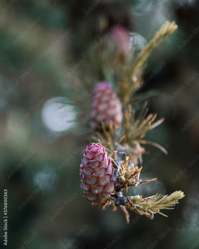 baby pine cones growing on a pine tree baby pine cones growing on a pine tree