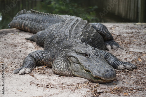 alligator large reptile with tail and teeth 