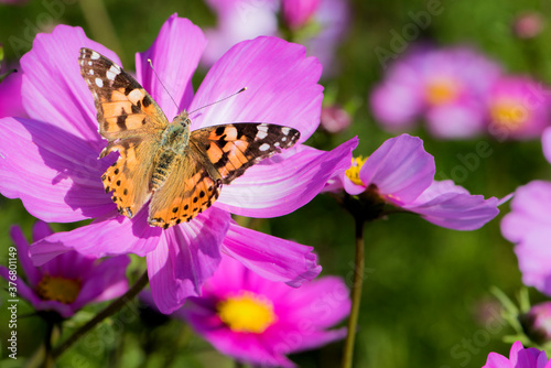 Insects and butterflies inhabit Gesang flowers