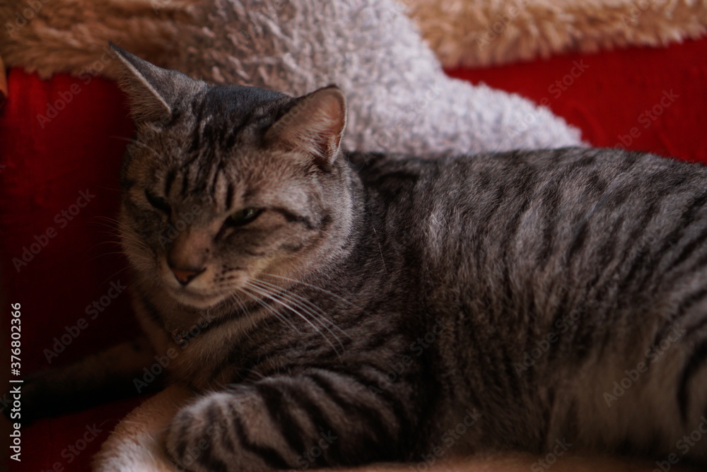 Cat cafe. Cute A furry kitten indoor. Cat cafe. Cute A furry kitten indoor.