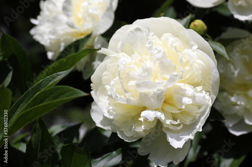 Fototapeta Naklejka Na Ścianę i Meble -  Closeup view of blooming white peony bush outdoors