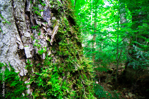 Tree moss