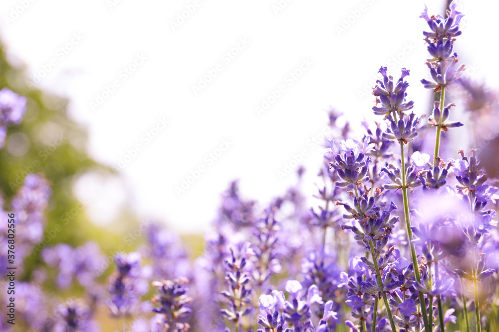 Beautiful blooming lavender field on summer day, closeup Beautiful blooming lavender field on summer day, closeup