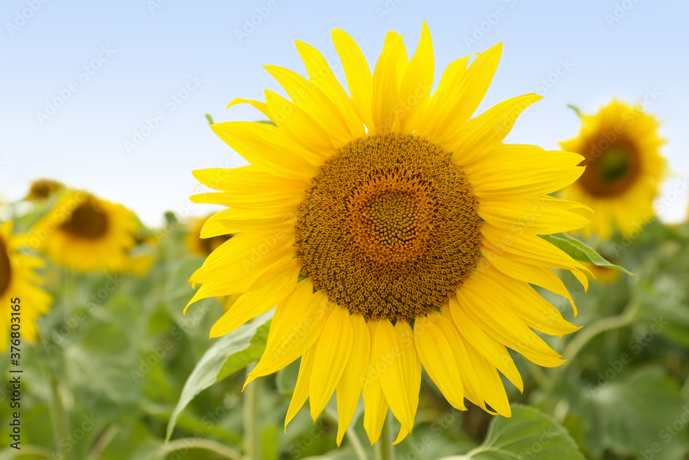 Field of yellow sunflowers on summer day, closeup